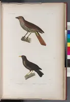 An illustration from Voyage de la corvette l'Astrolabe exécuté par ordre du roi, pendant les années 1826-1827-1828-1829, sous le commandement de M. J. Dumont d'Urville (1830)