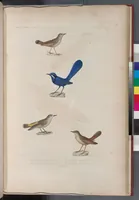 An illustration from Voyage de la corvette l'Astrolabe exécuté par ordre du roi, pendant les années 1826-1827-1828-1829, sous le commandement de M. J. Dumont d'Urville (1830)