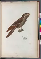 An illustration from Voyage de la corvette l'Astrolabe exécuté par ordre du roi, pendant les années 1826-1827-1828-1829, sous le commandement de M. J. Dumont d'Urville (1830)