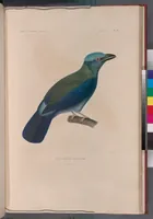 An illustration from Voyage de la corvette l'Astrolabe exécuté par ordre du roi, pendant les années 1826-1827-1828-1829, sous le commandement de M. J. Dumont d'Urville (1830)