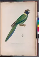 An illustration from Voyage de la corvette l'Astrolabe exécuté par ordre du roi, pendant les années 1826-1827-1828-1829, sous le commandement de M. J. Dumont d'Urville (1830)