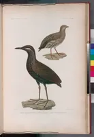 An illustration from Voyage de la corvette l'Astrolabe exécuté par ordre du roi, pendant les années 1826-1827-1828-1829, sous le commandement de M. J. Dumont d'Urville (1830)
