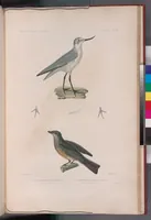 An illustration from Voyage de la corvette l'Astrolabe exécuté par ordre du roi, pendant les années 1826-1827-1828-1829, sous le commandement de M. J. Dumont d'Urville (1830)