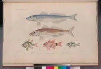 An illustration from Voyage de la corvette l'Astrolabe exécuté par ordre du roi, pendant les années 1826-1827-1828-1829, sous le commandement de M. J. Dumont d'Urville (1830)