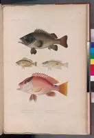 An illustration from Voyage de la corvette l'Astrolabe exécuté par ordre du roi, pendant les années 1826-1827-1828-1829, sous le commandement de M. J. Dumont d'Urville (1830)