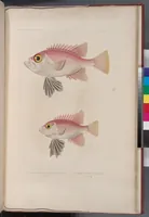 An illustration from Voyage de la corvette l'Astrolabe exécuté par ordre du roi, pendant les années 1826-1827-1828-1829, sous le commandement de M. J. Dumont d'Urville (1830)