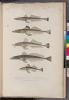An illustration from Voyage de la corvette l'Astrolabe exécuté par ordre du roi, pendant les années 1826-1827-1828-1829, sous le commandement de M. J. Dumont d'Urville (1830)
