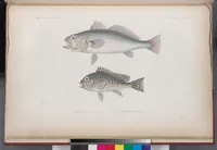 An illustration from Voyage de la corvette l'Astrolabe exécuté par ordre du roi, pendant les années 1826-1827-1828-1829, sous le commandement de M. J. Dumont d'Urville (1830)