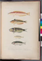 An illustration from Voyage de la corvette l'Astrolabe exécuté par ordre du roi, pendant les années 1826-1827-1828-1829, sous le commandement de M. J. Dumont d'Urville (1830)