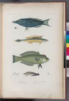 An illustration from Voyage de la corvette l'Astrolabe exécuté par ordre du roi, pendant les années 1826-1827-1828-1829, sous le commandement de M. J. Dumont d'Urville (1830)