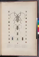 An illustration from Voyage de la corvette l'Astrolabe exécuté par ordre du roi, pendant les années 1826-1827-1828-1829, sous le commandement de M. J. Dumont d'Urville (1830)