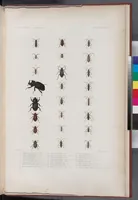 An illustration from Voyage de la corvette l'Astrolabe exécuté par ordre du roi, pendant les années 1826-1827-1828-1829, sous le commandement de M. J. Dumont d'Urville (1830)