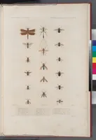 An illustration from Voyage de la corvette l'Astrolabe exécuté par ordre du roi, pendant les années 1826-1827-1828-1829, sous le commandement de M. J. Dumont d'Urville (1830)