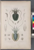 An illustration from Voyage de la corvette l'Astrolabe exécuté par ordre du roi, pendant les années 1826-1827-1828-1829, sous le commandement de M. J. Dumont d'Urville (1830)
