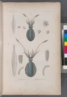 An illustration from Voyage de la corvette l'Astrolabe exécuté par ordre du roi, pendant les années 1826-1827-1828-1829, sous le commandement de M. J. Dumont d'Urville (1830)