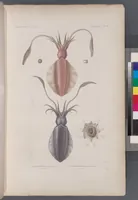An illustration from Voyage de la corvette l'Astrolabe exécuté par ordre du roi, pendant les années 1826-1827-1828-1829, sous le commandement de M. J. Dumont d'Urville (1830)