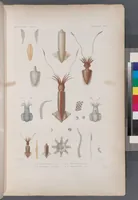 An illustration from Voyage de la corvette l'Astrolabe exécuté par ordre du roi, pendant les années 1826-1827-1828-1829, sous le commandement de M. J. Dumont d'Urville (1830)