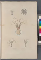 An illustration from Voyage de la corvette l'Astrolabe exécuté par ordre du roi, pendant les années 1826-1827-1828-1829, sous le commandement de M. J. Dumont d'Urville (1830)
