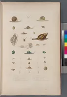 An illustration from Voyage de la corvette l'Astrolabe exécuté par ordre du roi, pendant les années 1826-1827-1828-1829, sous le commandement de M. J. Dumont d'Urville (1830)