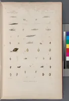 An illustration from Voyage de la corvette l'Astrolabe exécuté par ordre du roi, pendant les années 1826-1827-1828-1829, sous le commandement de M. J. Dumont d'Urville (1830)