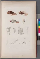 An illustration from Voyage de la corvette l'Astrolabe exécuté par ordre du roi, pendant les années 1826-1827-1828-1829, sous le commandement de M. J. Dumont d'Urville (1830)
