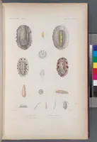 An illustration from Voyage de la corvette l'Astrolabe exécuté par ordre du roi, pendant les années 1826-1827-1828-1829, sous le commandement de M. J. Dumont d'Urville (1830)