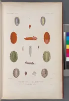 An illustration from Voyage de la corvette l'Astrolabe exécuté par ordre du roi, pendant les années 1826-1827-1828-1829, sous le commandement de M. J. Dumont d'Urville (1830)