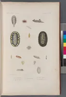 An illustration from Voyage de la corvette l'Astrolabe exécuté par ordre du roi, pendant les années 1826-1827-1828-1829, sous le commandement de M. J. Dumont d'Urville (1830)