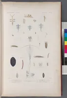 An illustration from Voyage de la corvette l'Astrolabe exécuté par ordre du roi, pendant les années 1826-1827-1828-1829, sous le commandement de M. J. Dumont d'Urville (1830)