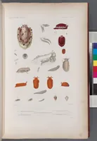 An illustration from Voyage de la corvette l'Astrolabe exécuté par ordre du roi, pendant les années 1826-1827-1828-1829, sous le commandement de M. J. Dumont d'Urville (1830)
