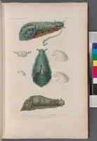 An illustration from Voyage de la corvette l'Astrolabe exécuté par ordre du roi, pendant les années 1826-1827-1828-1829, sous le commandement de M. J. Dumont d'Urville (1830)
