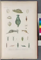 An illustration from Voyage de la corvette l'Astrolabe exécuté par ordre du roi, pendant les années 1826-1827-1828-1829, sous le commandement de M. J. Dumont d'Urville (1830)