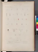An illustration from Voyage de la corvette l'Astrolabe exécuté par ordre du roi, pendant les années 1826-1827-1828-1829, sous le commandement de M. J. Dumont d'Urville (1830)