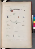 An illustration from Voyage de la corvette l'Astrolabe exécuté par ordre du roi, pendant les années 1826-1827-1828-1829, sous le commandement de M. J. Dumont d'Urville (1830)