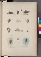 An illustration from Voyage de la corvette l'Astrolabe exécuté par ordre du roi, pendant les années 1826-1827-1828-1829, sous le commandement de M. J. Dumont d'Urville (1830)