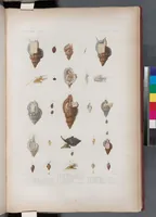 An illustration from Voyage de la corvette l'Astrolabe exécuté par ordre du roi, pendant les années 1826-1827-1828-1829, sous le commandement de M. J. Dumont d'Urville (1830)
