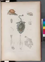 An illustration from Voyage de la corvette l'Astrolabe exécuté par ordre du roi, pendant les années 1826-1827-1828-1829, sous le commandement de M. J. Dumont d'Urville (1830)
