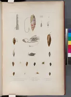 An illustration from Voyage de la corvette l'Astrolabe exécuté par ordre du roi, pendant les années 1826-1827-1828-1829, sous le commandement de M. J. Dumont d'Urville (1830)