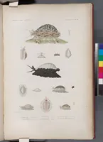An illustration from Voyage de la corvette l'Astrolabe exécuté par ordre du roi, pendant les années 1826-1827-1828-1829, sous le commandement de M. J. Dumont d'Urville (1830)