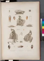An illustration from Voyage de la corvette l'Astrolabe exécuté par ordre du roi, pendant les années 1826-1827-1828-1829, sous le commandement de M. J. Dumont d'Urville (1830)