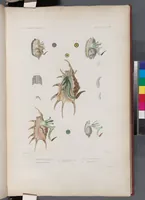 An illustration from Voyage de la corvette l'Astrolabe exécuté par ordre du roi, pendant les années 1826-1827-1828-1829, sous le commandement de M. J. Dumont d'Urville (1830)