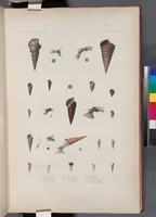 An illustration from Voyage de la corvette l'Astrolabe exécuté par ordre du roi, pendant les années 1826-1827-1828-1829, sous le commandement de M. J. Dumont d'Urville (1830)