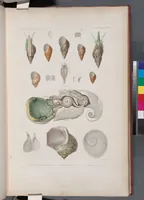 An illustration from Voyage de la corvette l'Astrolabe exécuté par ordre du roi, pendant les années 1826-1827-1828-1829, sous le commandement de M. J. Dumont d'Urville (1830)