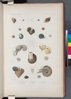 An illustration from Voyage de la corvette l'Astrolabe exécuté par ordre du roi, pendant les années 1826-1827-1828-1829, sous le commandement de M. J. Dumont d'Urville (1830)