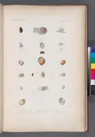 An illustration from Voyage de la corvette l'Astrolabe exécuté par ordre du roi, pendant les années 1826-1827-1828-1829, sous le commandement de M. J. Dumont d'Urville (1830)