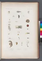 An illustration from Voyage de la corvette l'Astrolabe exécuté par ordre du roi, pendant les années 1826-1827-1828-1829, sous le commandement de M. J. Dumont d'Urville (1830)