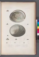 An illustration from Voyage de la corvette l'Astrolabe exécuté par ordre du roi, pendant les années 1826-1827-1828-1829, sous le commandement de M. J. Dumont d'Urville (1830)