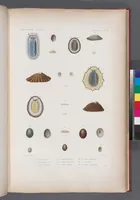 An illustration from Voyage de la corvette l'Astrolabe exécuté par ordre du roi, pendant les années 1826-1827-1828-1829, sous le commandement de M. J. Dumont d'Urville (1830)