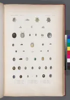 An illustration from Voyage de la corvette l'Astrolabe exécuté par ordre du roi, pendant les années 1826-1827-1828-1829, sous le commandement de M. J. Dumont d'Urville (1830)