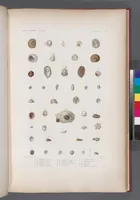 An illustration from Voyage de la corvette l'Astrolabe exécuté par ordre du roi, pendant les années 1826-1827-1828-1829, sous le commandement de M. J. Dumont d'Urville (1830)